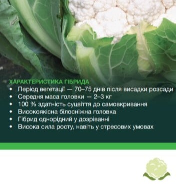 8010 Капуста цвітна біла Алмагро  F1