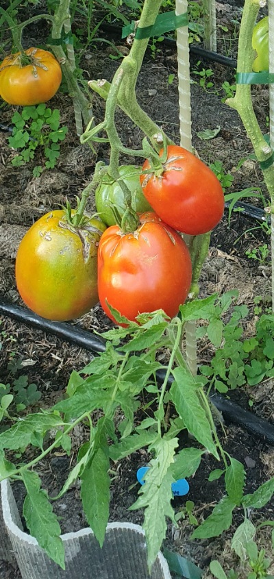 25605 Amos Coli (Амос Колі) 