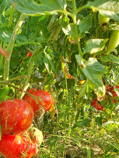 1345 Marmande de Montpello (Марманд Де Монпельє)