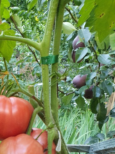 1316 Napa Giant (Гігант Напа)
