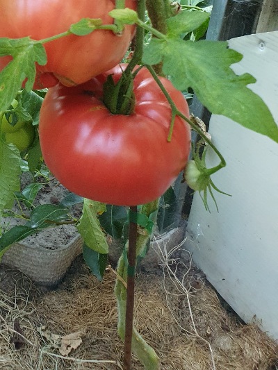 1316 Napa Giant (Гігант Напа)