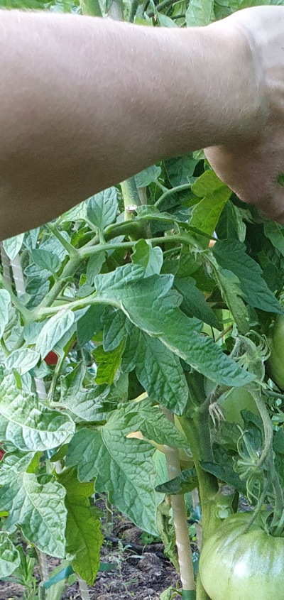 25503 Black Mamba (Блек Мамба, Чорна Мамба)