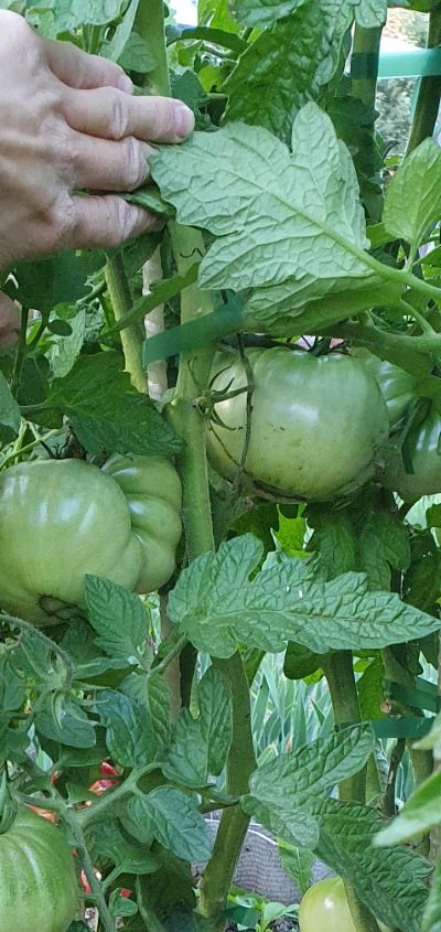 25503 Black Mamba (Блек Мамба, Чорна Мамба)