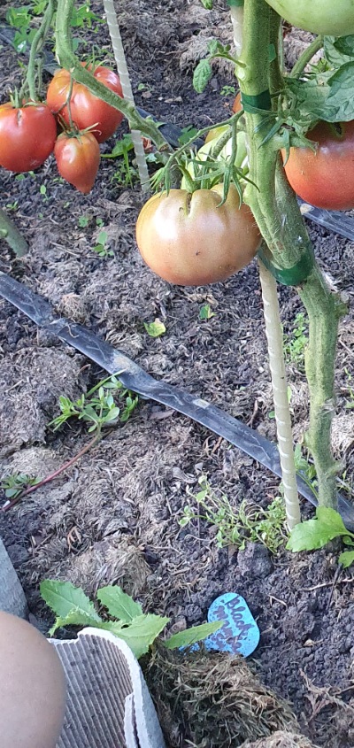 25503 Black Mamba (Блек Мамба, Чорна Мамба)