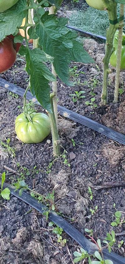 25503 Black Mamba (Блек Мамба, Чорна Мамба)