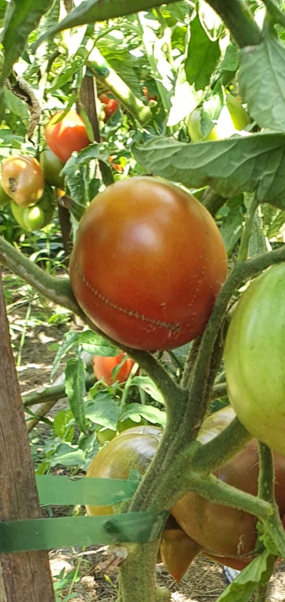 25639 Black Krim (Чорний Крим)