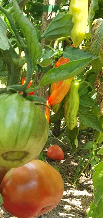 25639 Black Krim (Чорний Крим)