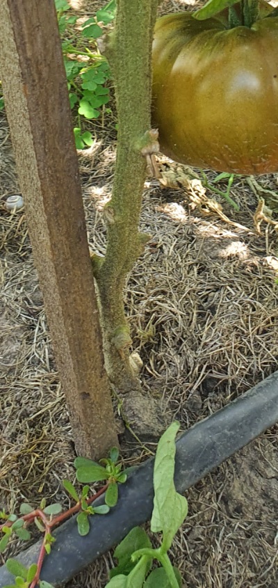 25639 Black Krim (Чорний Крим)