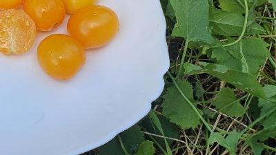 25421 Моністо Янтарне