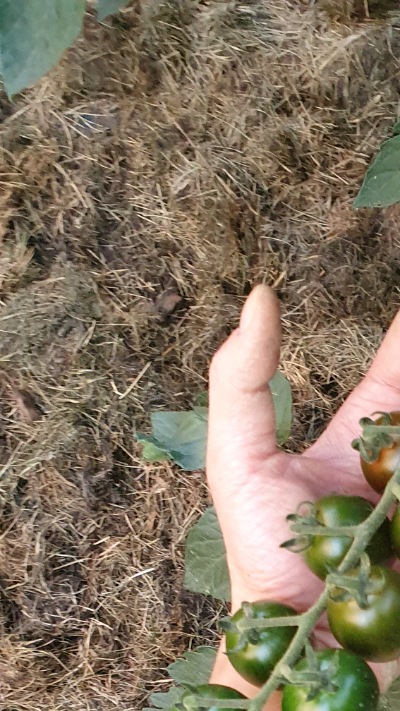 25425 Моністо Шоколадне