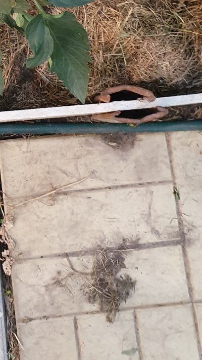 25425 Моністо Шоколадне