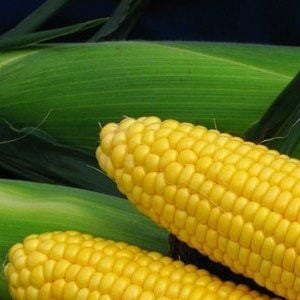 25089 Кукурудза Спіріт F1 