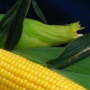 25089 Кукурудза Спіріт F1 