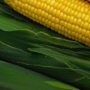 25089 Кукурудза Спіріт F1 