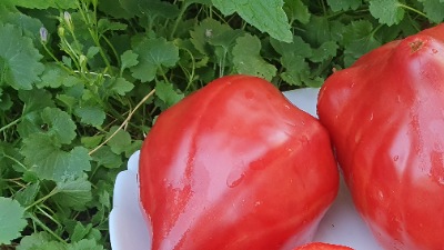 25330 Cuore di bue rosa  (Куор ді буе, Волове серце рожеве італійське) 