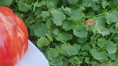 25330 Cuore di bue rosa  (Куор ді буе, Волове серце рожеве італійське) 
