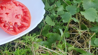 25330 Cuore di bue rosa  (Куор ді буе, Волове серце рожеве італійське) 