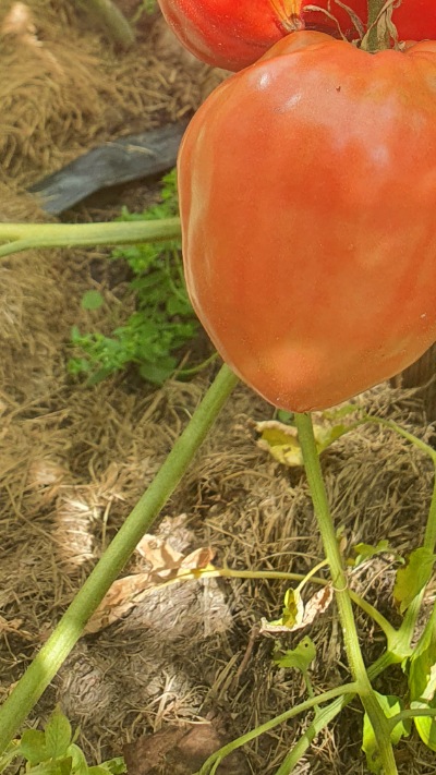 25330 Cuore di bue rosa  (Куор ді буе, Волове серце рожеве італійське) 