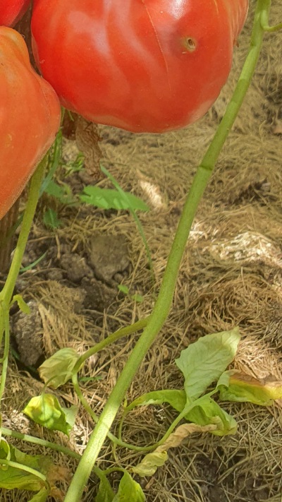 25330 Cuore di bue rosa  (Куор ді буе, Волове серце рожеве італійське) 