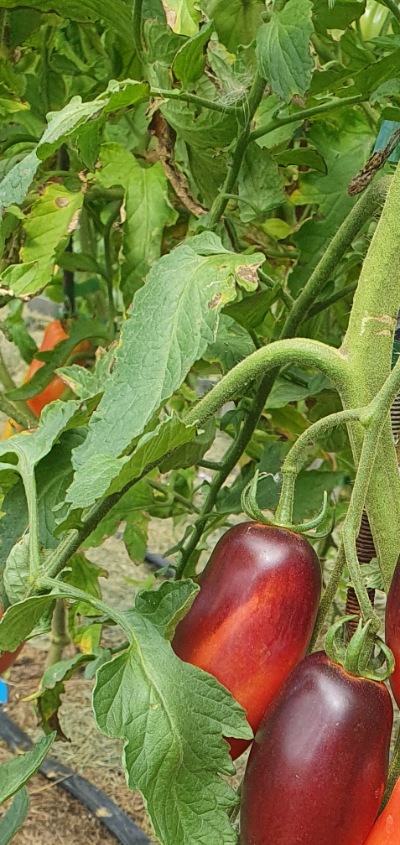 25391 Slivka Gurman (Сливка Гурман)