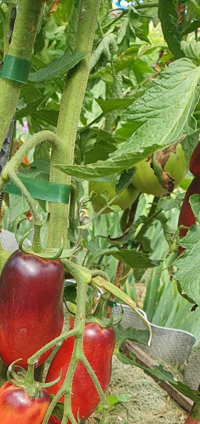 25391 Slivka Gurman (Сливка Гурман)