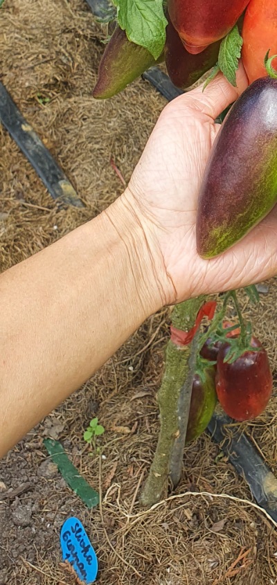 25391 Slivka Gurman (Сливка Гурман)