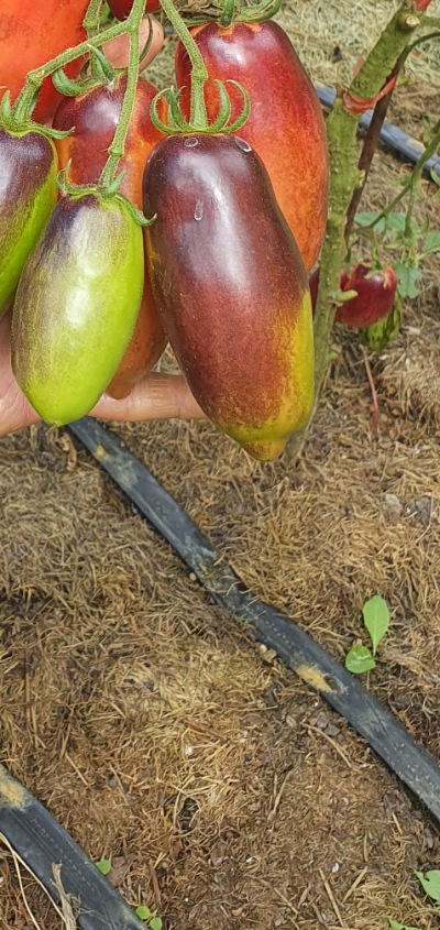 25391 Slivka Gurman (Сливка Гурман)