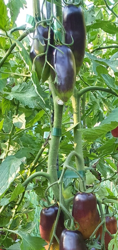 25391 Slivka Gurman (Сливка Гурман)