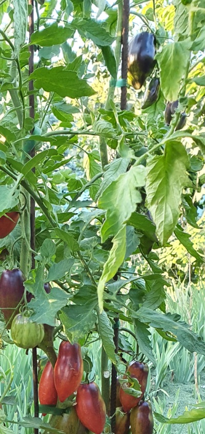 25391 Slivka Gurman (Сливка Гурман)