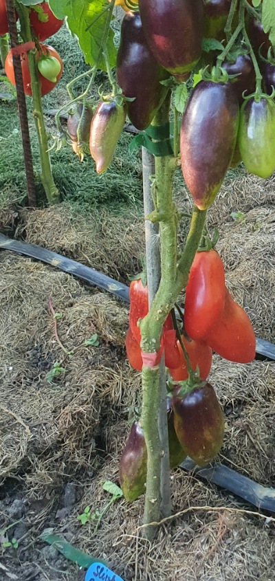 25391 Slivka Gurman (Сливка Гурман)