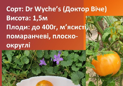 1216 Dr Wyche's (Доктор Віче)