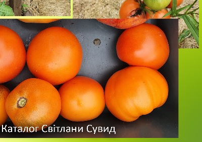 1216 Dr Wyche's (Доктор Віче)