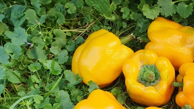 25354 Марта Полька (солодкий)