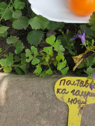 25429 Полтавська Галушка