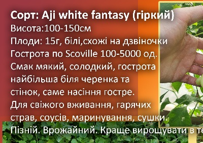 6031 Aji White Fantasy (гіркий)