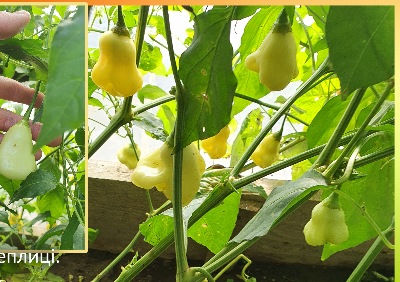 6031 Aji White Fantasy (гіркий)