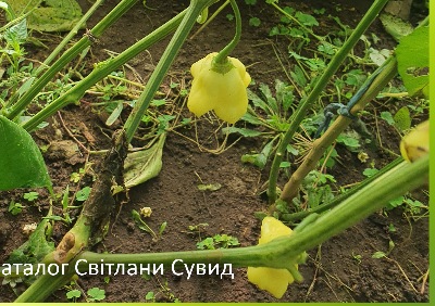 6031 Aji White Fantasy (гіркий)