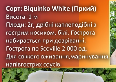 6024 Biquinko White (гіркий)