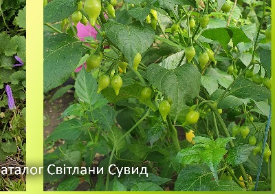 6024 Biquinko White (гіркий)