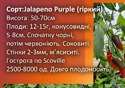 6035 Jalapeno Purple (Гіркий)