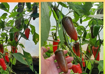 6035 Jalapeno Purple (Гіркий)