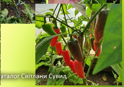 6035 Jalapeno Purple (Гіркий)