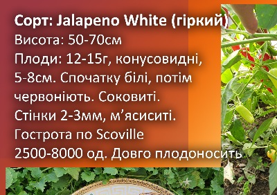 6036 Jalapeno White (гіркий)
