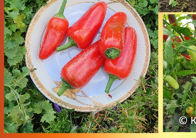 6036 Jalapeno White (гіркий)