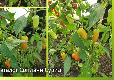 6036 Jalapeno White (гіркий)