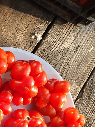 1268 Reisetomate (Подорож) 