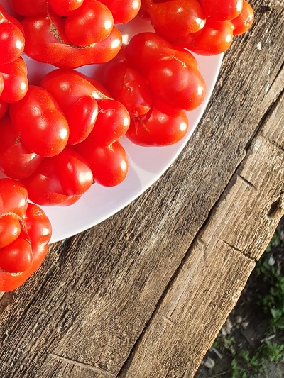 1268 Reisetomate (Подорож) 