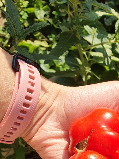 1268 Reisetomate (Подорож) 