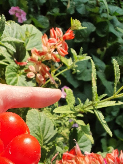 1268 Reisetomate (Подорож) 