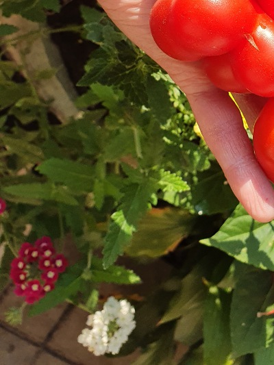 1268 Reisetomate (Подорож) 